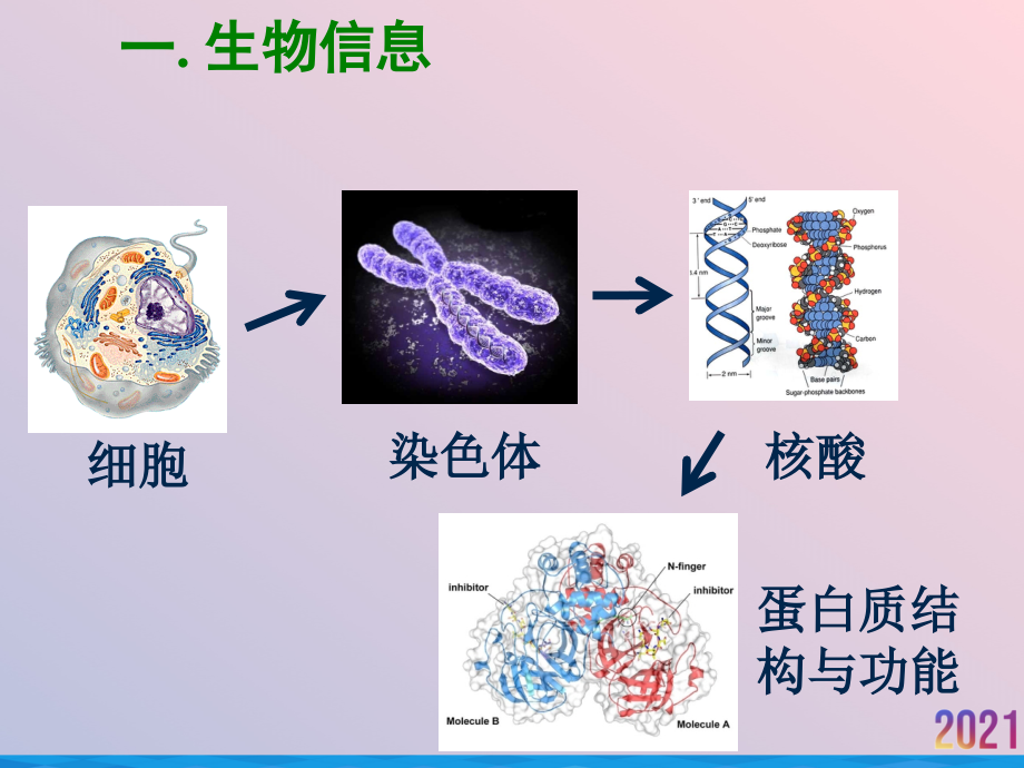 生物信息学概述.ppt_第2页