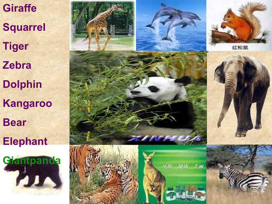 课件-英语：Unit-4-Wild-animals-Reading课件(牛津英语八年级上).ppt_第2页