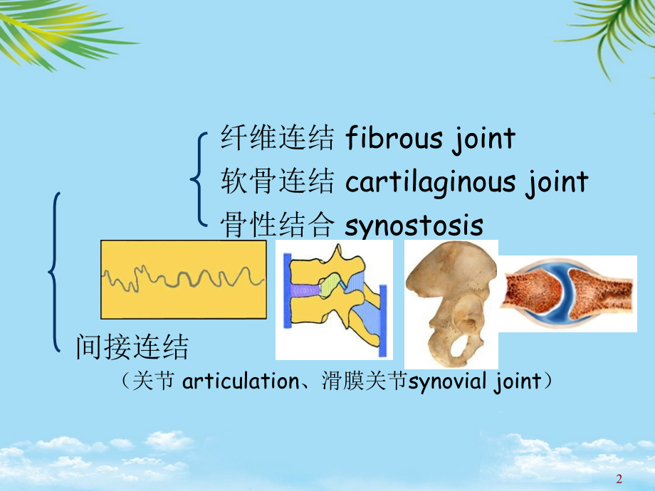 运动系统关节学.ppt_第2页