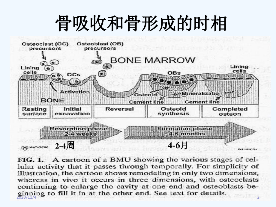 骨质疏松的血清学标志.ppt_第2页