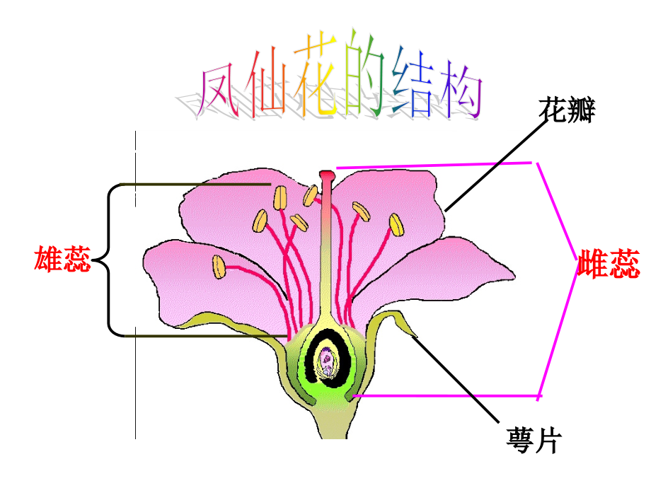小学科学三年级下册凤仙花的一生.ppt_第2页