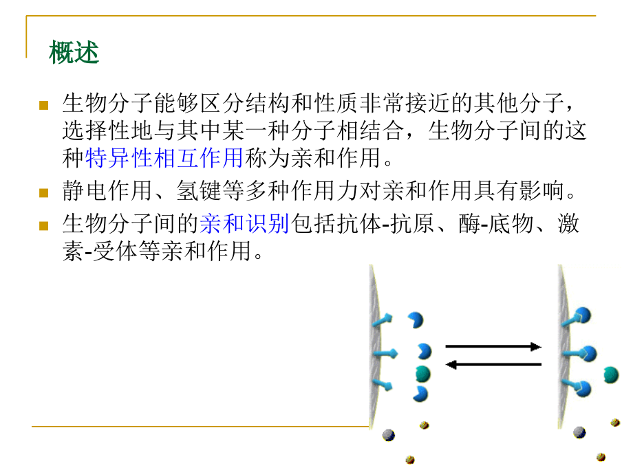 课件-生物分离工程-第七章-色谱技术-亲和色谱.ppt_第2页