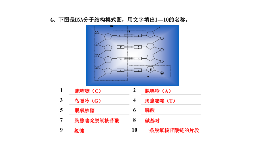 DNA分子的结构——碱基的计算.ppt_第2页