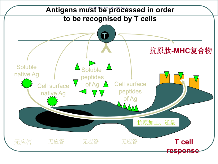 抗原的加工和递呈.ppt_第2页