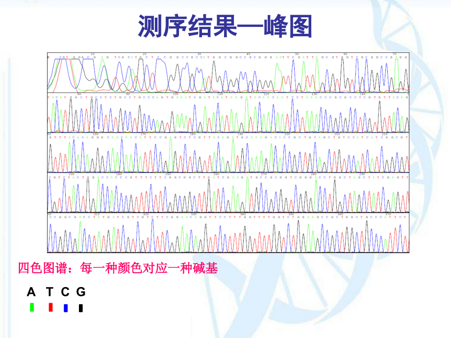DNA测序分析常见问.ppt_第2页