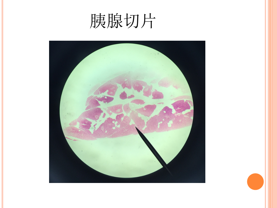 组胚切片医疗.ppt_第2页