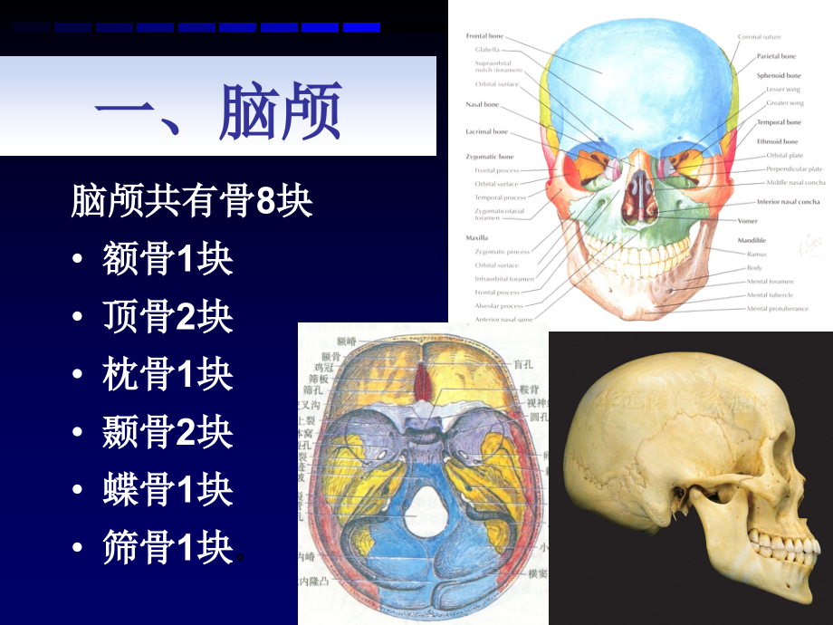 解剖学之颅骨.ppt_第2页