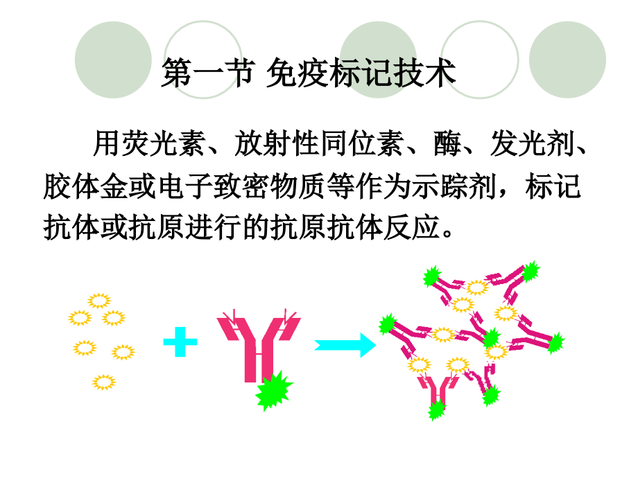 免疫标记技术和分析应用.ppt_第2页