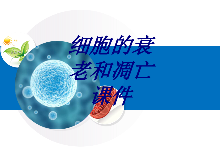 细胞的衰老和凋亡课件优质.ppt_第1页