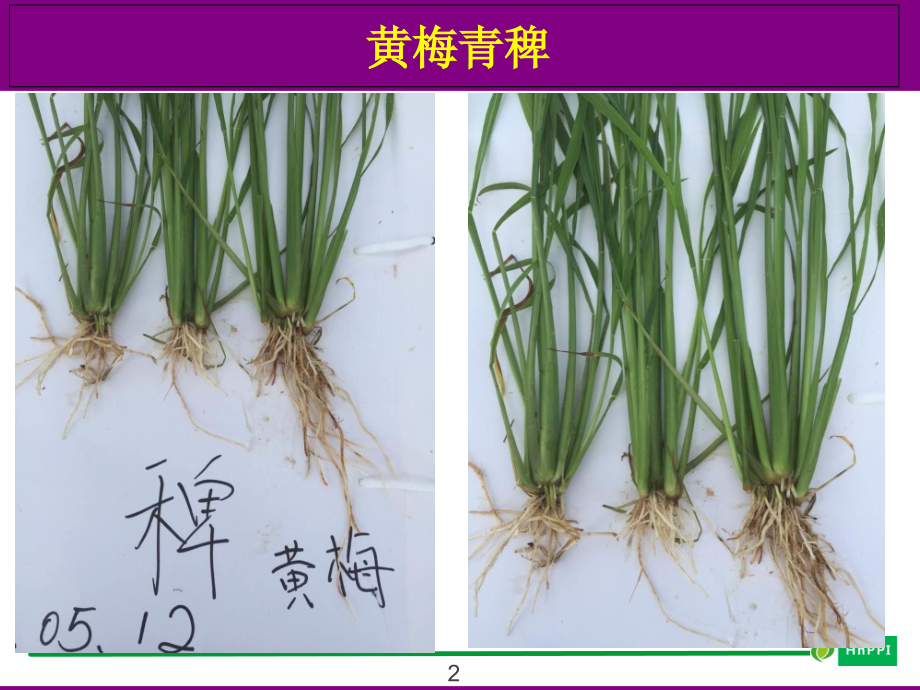 水稻直播田除草剂安全使用技术.ppt_第2页