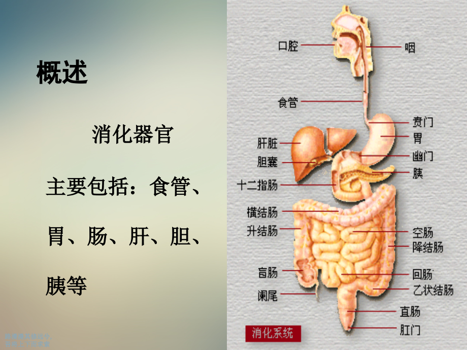 消化系统疾病医疗及患者护理管理知识分析.ppt_第2页