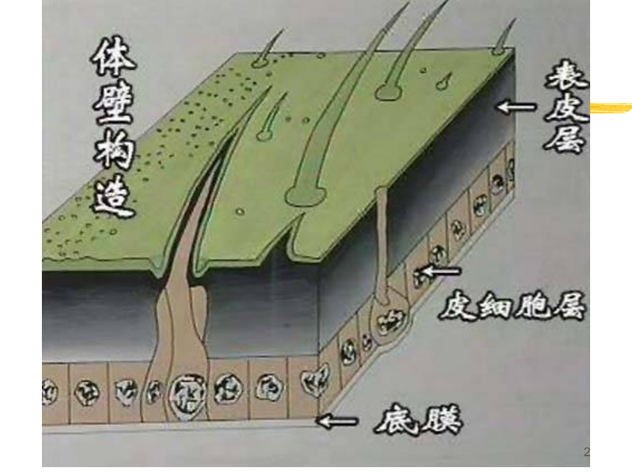 昆虫的内部器官主题讲座课件.ppt_第2页