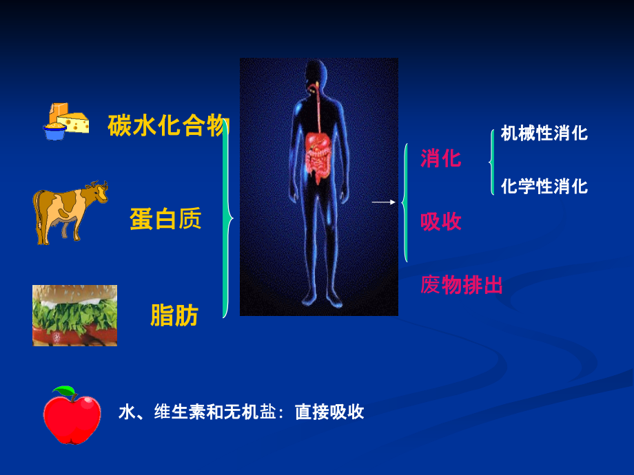 消化系统专题宣教主题讲座课件.ppt_第2页