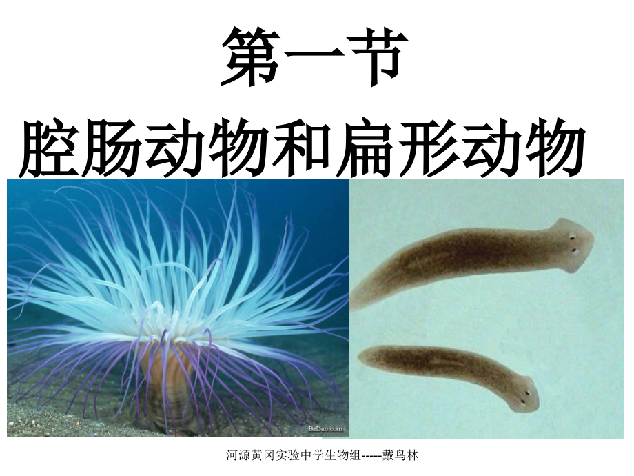腔肠动物和扁形动物宣讲主题讲座课件.ppt_第2页