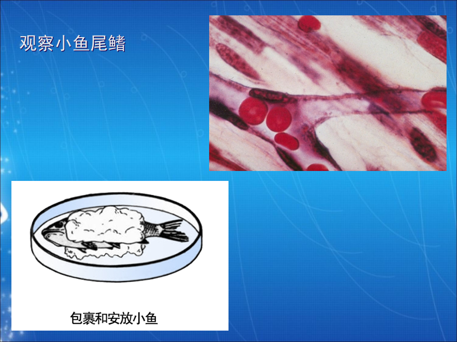 医学课件血管结构和组成组图.ppt_第1页
