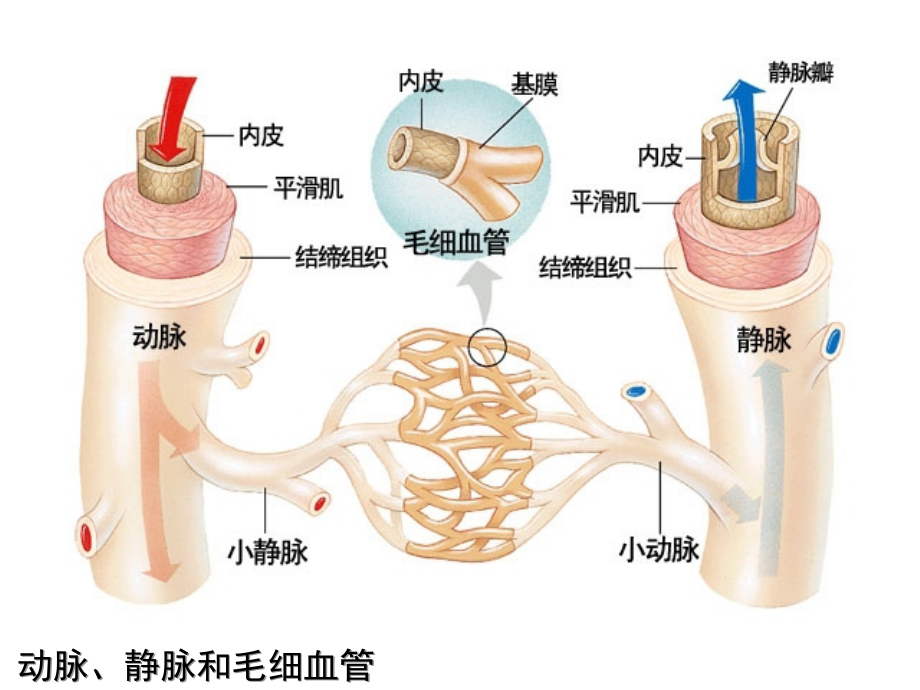 医学课件血管结构和组成组图.ppt_第2页