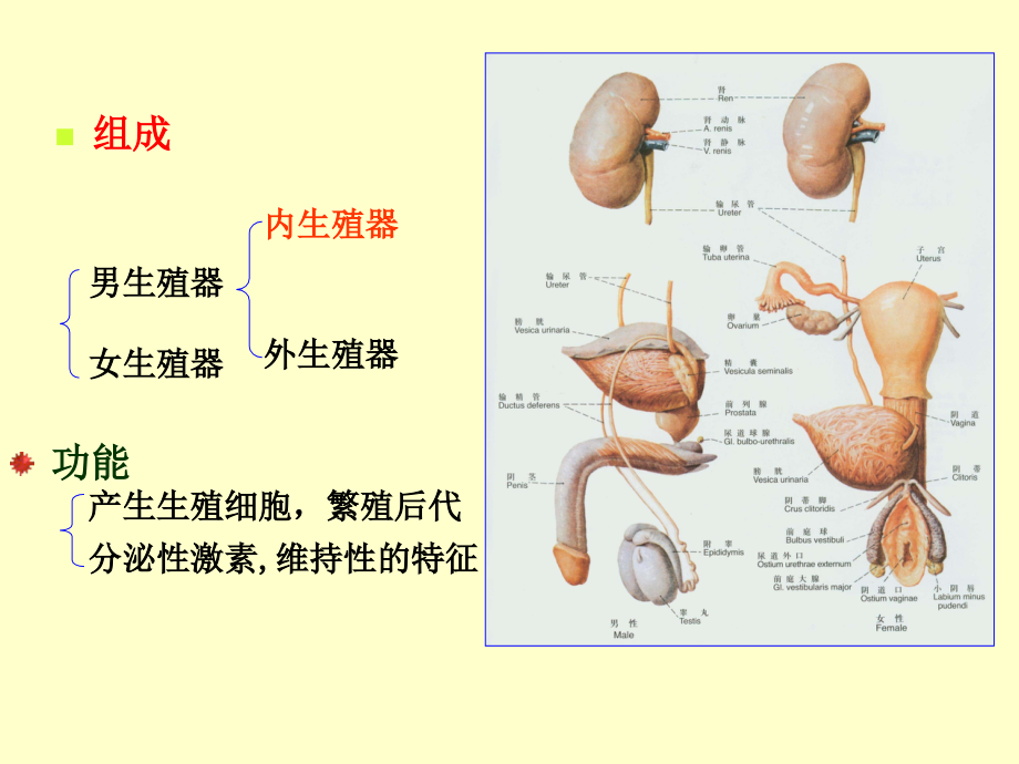 解剖学生殖系统主题讲座课件.ppt_第1页