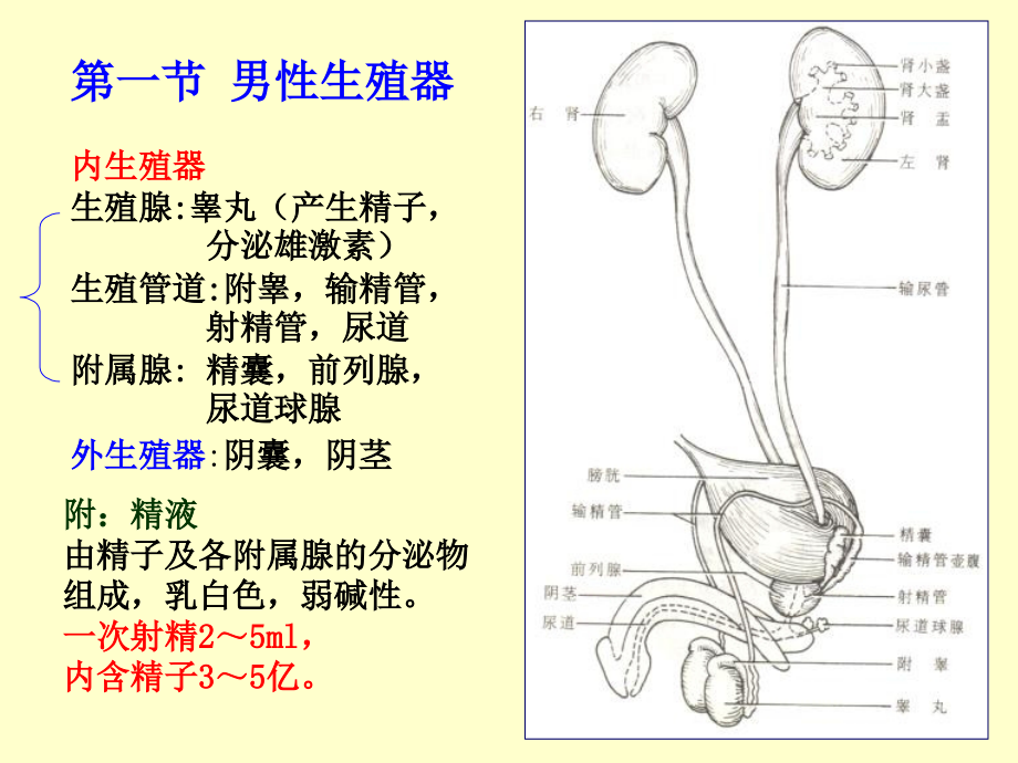 解剖学生殖系统主题讲座课件.ppt_第2页