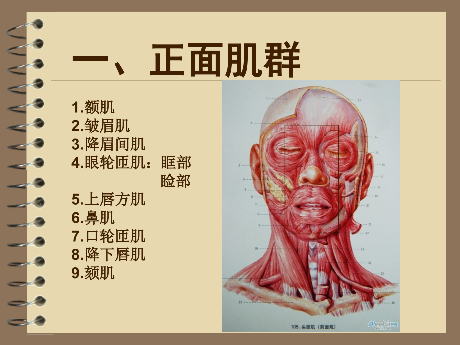 素描头像头部肌肉讲义主题讲座课件.ppt_第2页