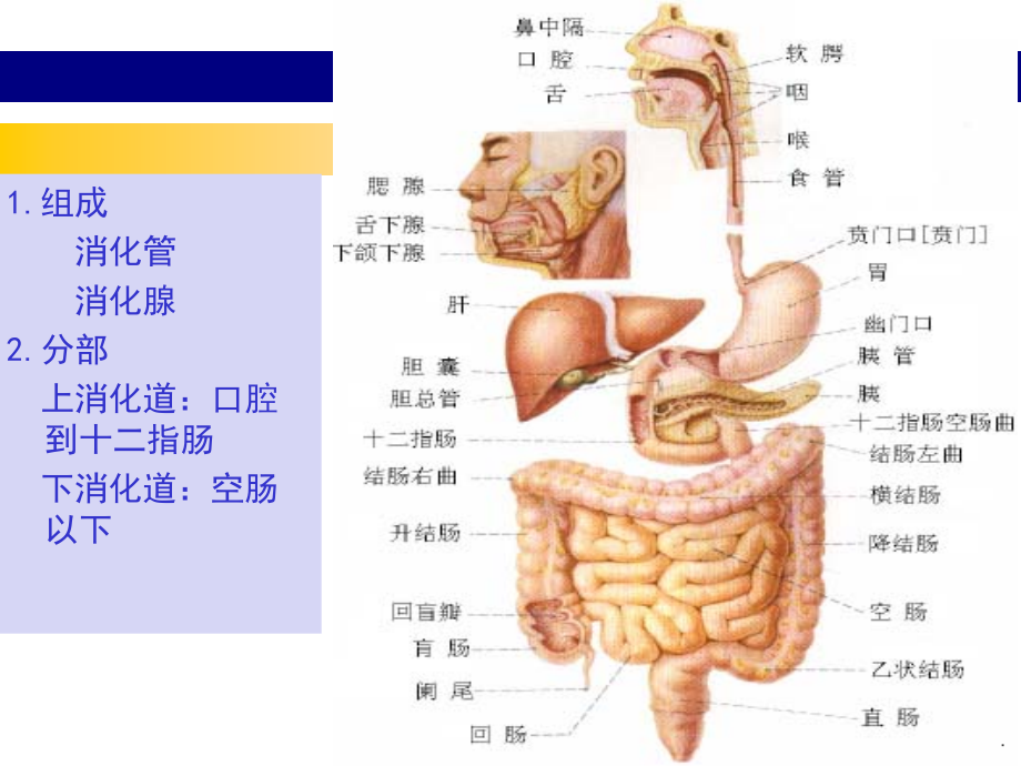 医学胃炎汇总精华.ppt_第2页