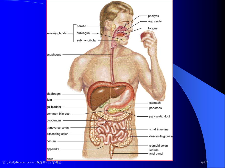 消化系统alimentarysistem专题知识.pptx_第2页