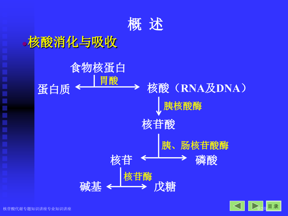 核苷酸代谢专题知识讲座专业知识讲座.pptx_第2页