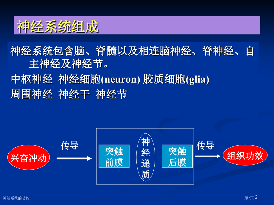 神经系统的功能.pptx_第2页