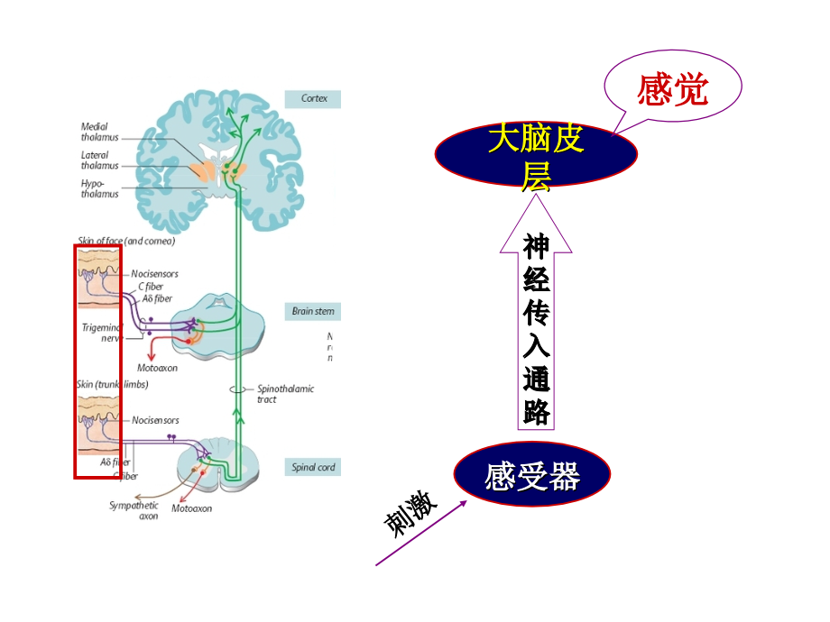 感觉器官医学知识.pptx_第2页