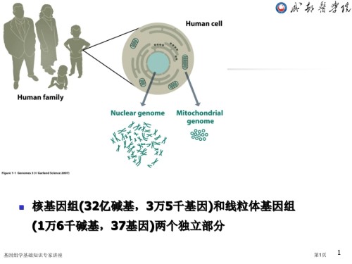 基因组学基础知识.pptx