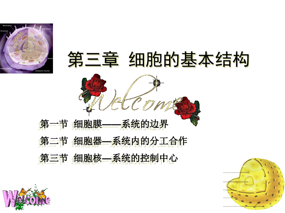 第三章-细胞的基本结构一轮复习.ppt_第1页