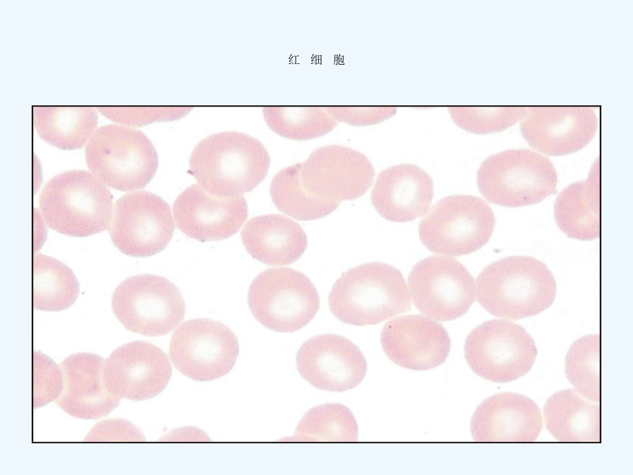 血液生理知识.ppt_第2页