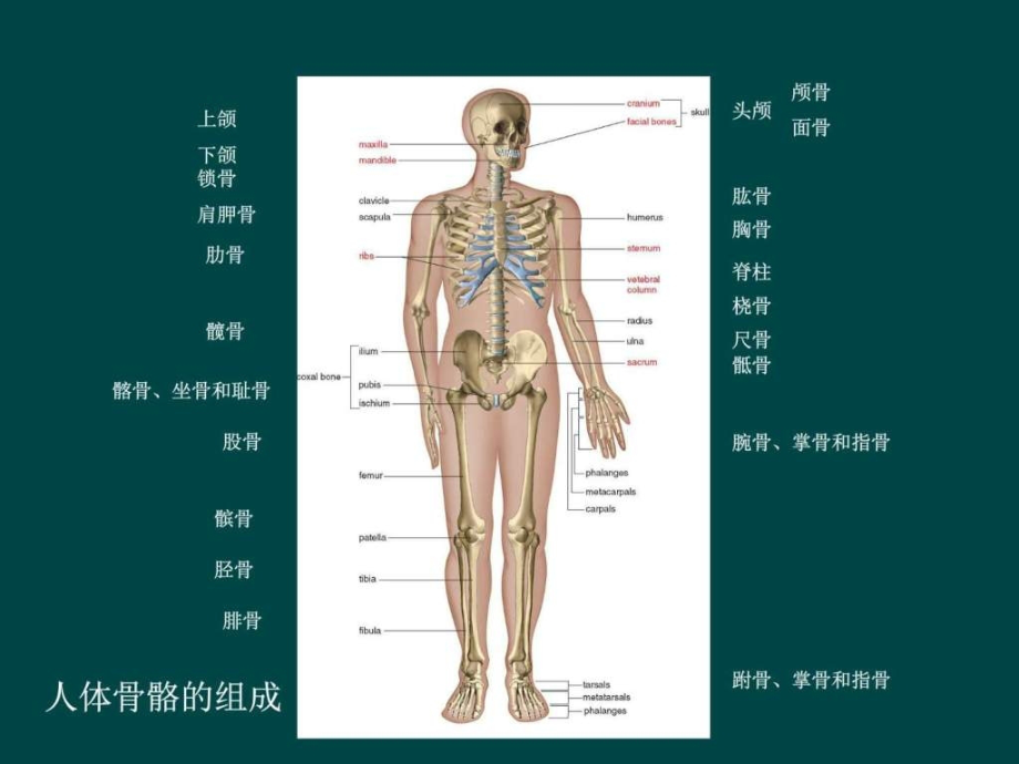 人体骨骼解剖结构创伤图文.ppt_第2页