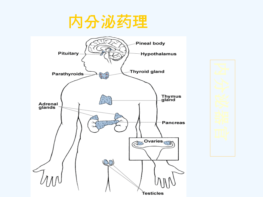 肾上腺皮质激素类药物课件.pptx_第2页