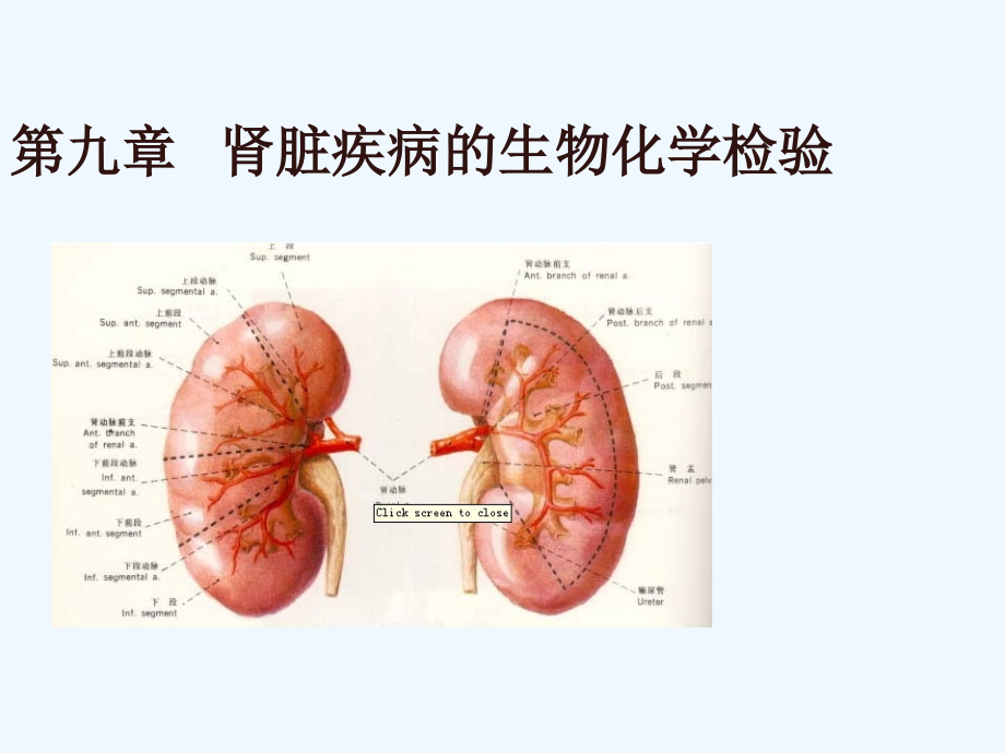肾脏疾病的生物化学检验.pptx_第1页