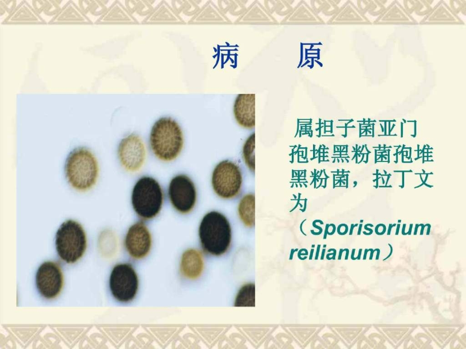 玉米丝黑穗病.ppt_第2页