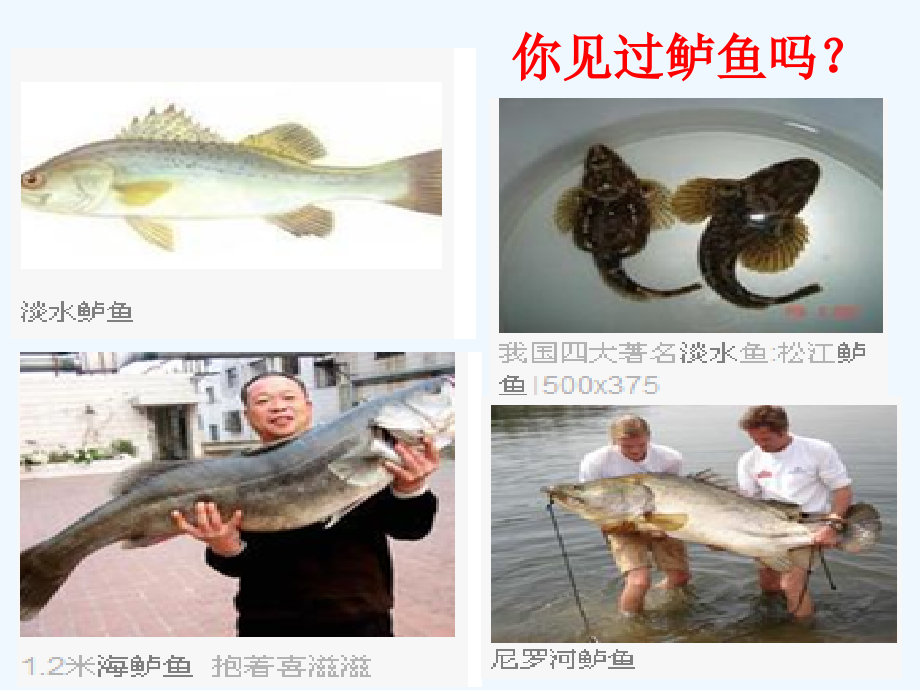 苏教版四年级下册课文.ppt_第2页