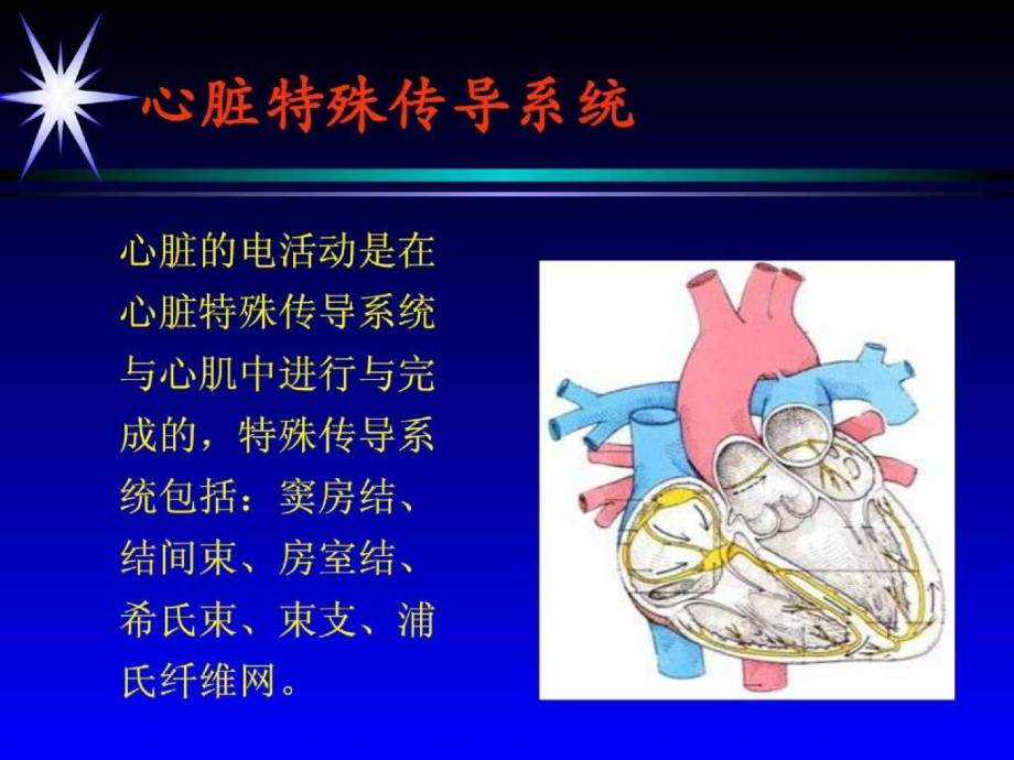 心脏特殊传导系统-教学课件.ppt_第2页