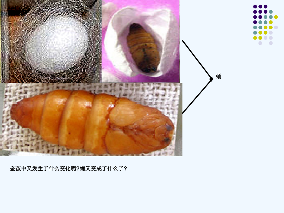 教科版科学三年级下册蛹变成了什么(精编版).ppt_第2页