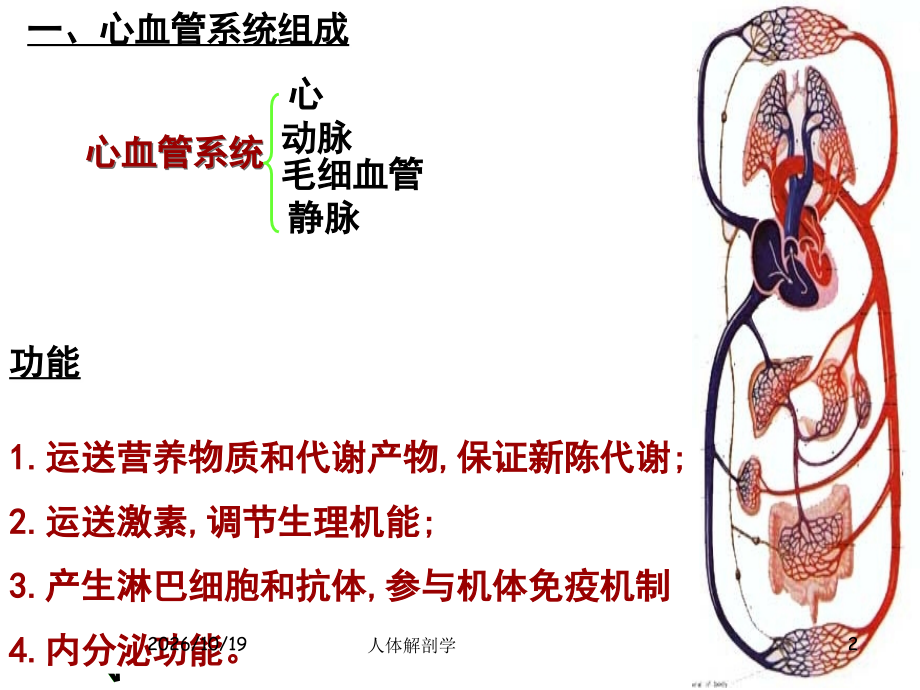 心脏解剖及心血管循环.ppt_第2页