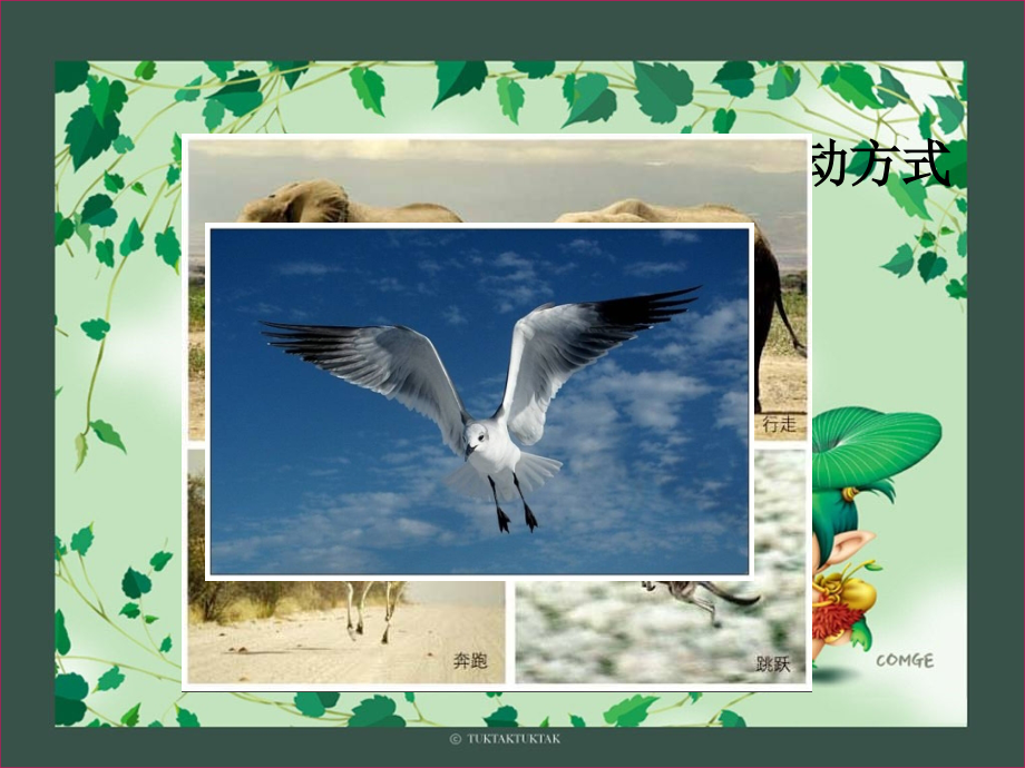 八年级生物人教版第五单元第二章第一节动物的运动.ppt_第2页