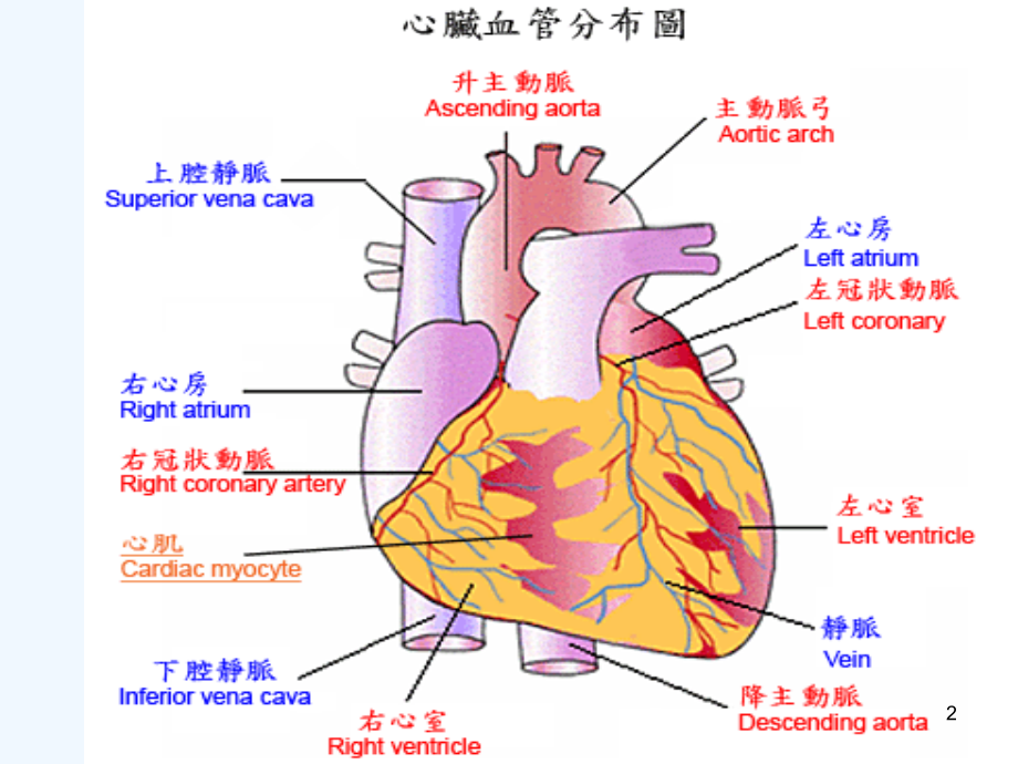 急性心肌梗死护理查房ICU.ppt_第2页