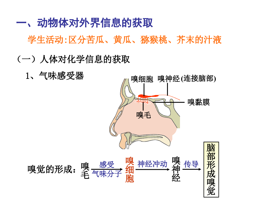 沪科版生命科学高二上5-1《动物体对外界信息的获取》.ppt_第2页