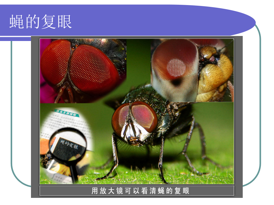 六下12放大镜下的昆虫.ppt_第2页
