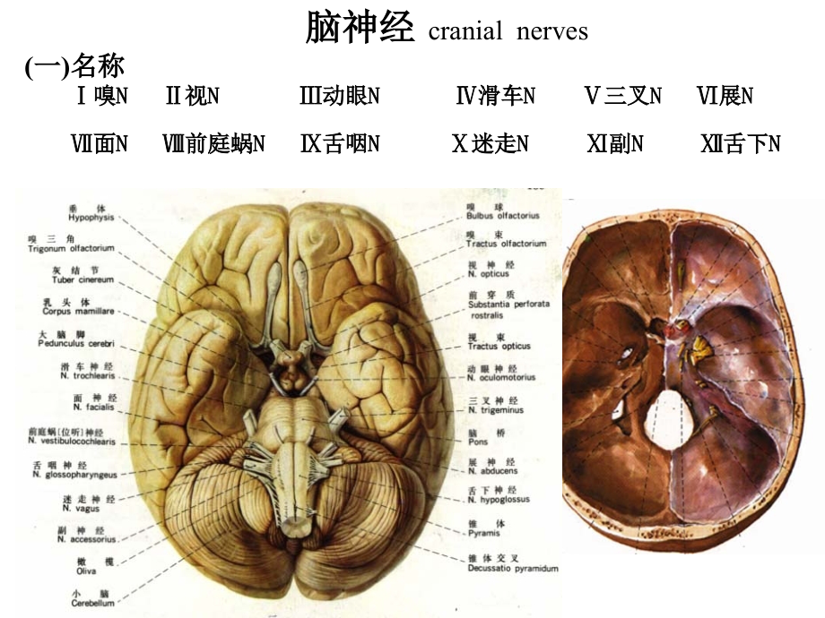 脑神经(new).ppt_第1页