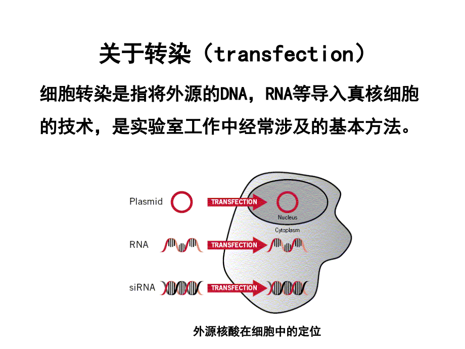 细胞生物学技术细胞转染与传代.ppt_第2页