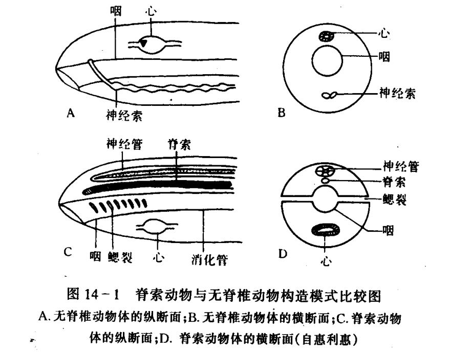 脊椎动物总结-生物竞赛资料.ppt_第1页
