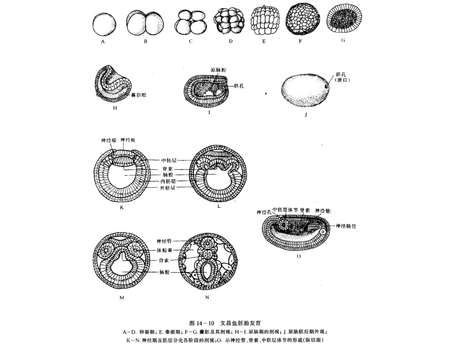 脊椎动物总结-生物竞赛资料.ppt_第2页