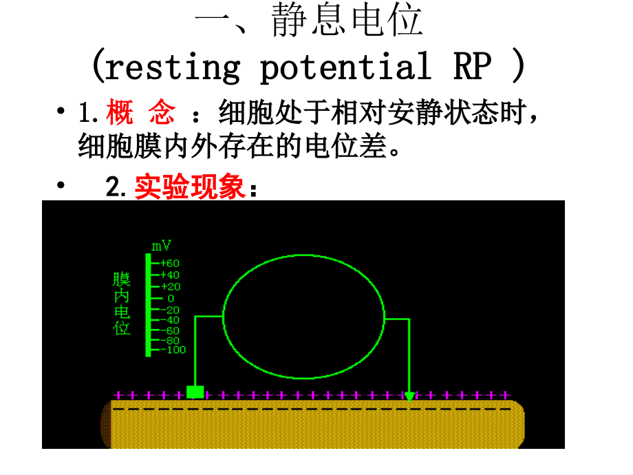 人体解剖生理学-生物电现象.ppt_第2页
