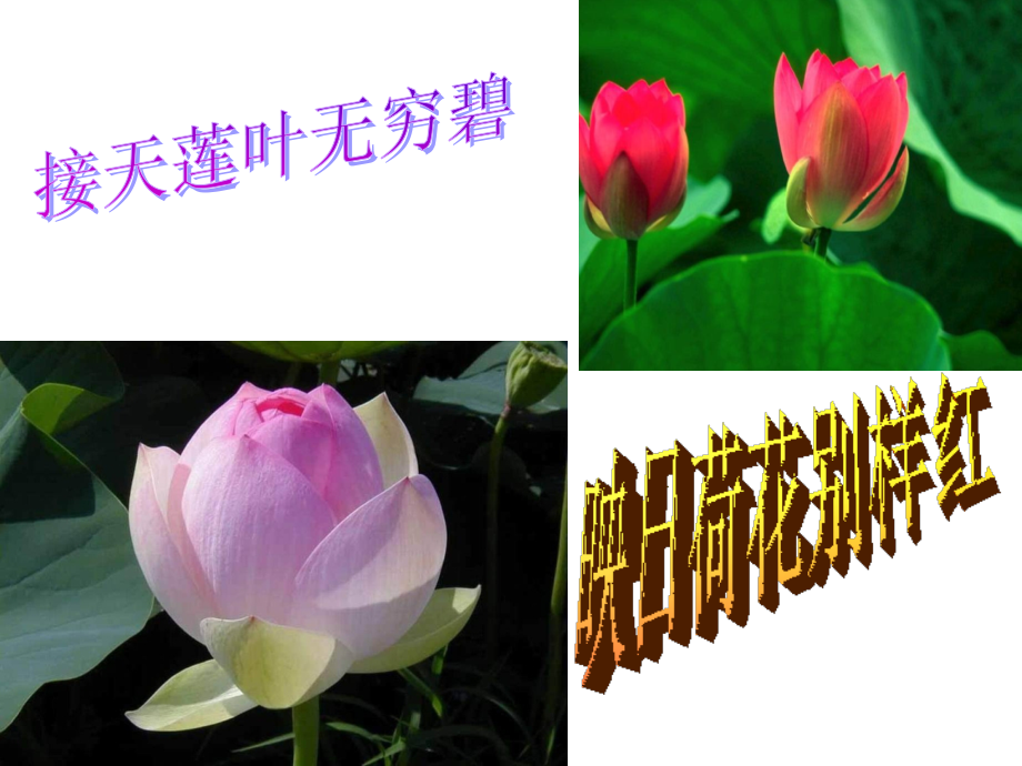 五年级语文大自然的语言.ppt_第2页