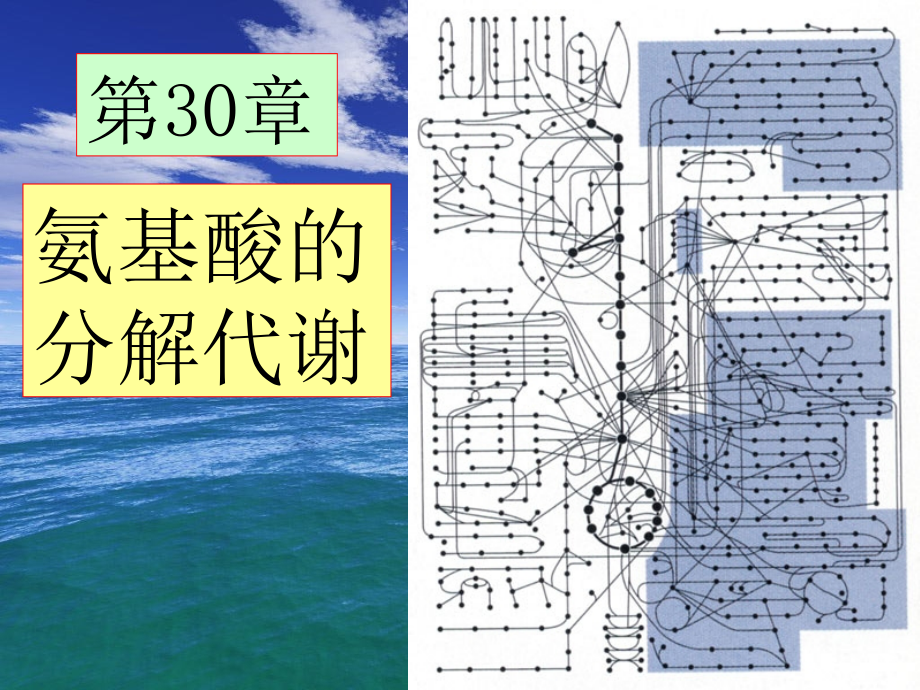王镜岩-生物化学-经典-12氨基酸分解-考研必备-学生物化学必备.ppt_第1页